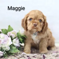Maggie, a female Cocker Spaniel for sale in Loyal, WI – Photo 4 of 7