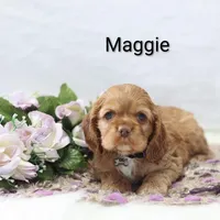 Maggie, a female Cocker Spaniel for sale in Loyal, WI – Photo 7 of 7