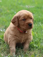  AKC Buster , a male Golden Retriever for sale in Loyal, WI – 5 of 9