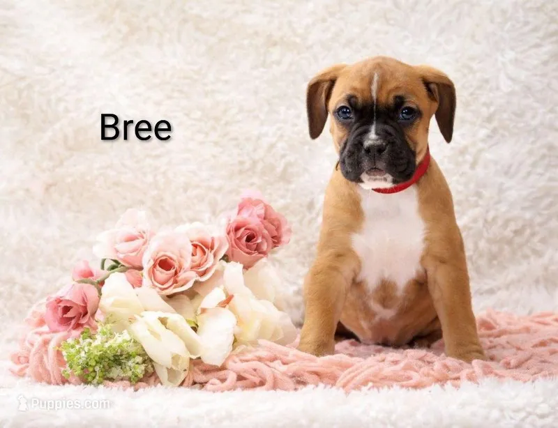 Bree – Boxer puppy for sale in Loyal, WI