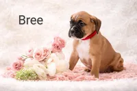 Bree, a female Boxer for sale in Loyal, WI – Photo 3 of 3