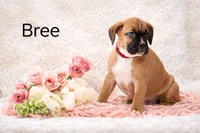 Bree, a female Boxer for sale in Loyal, WI – Photo 2 of 3