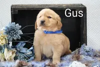 Gus, a male Golden Retriever for sale in Loyal, WI – 2 of 4