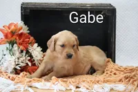 Gabe , a male Golden Retriever for sale in Loyal, WI – 4 of 4