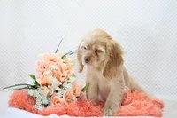 Mylie, a female Cocker Spaniel for sale in Loyal, WI – 3 of 6