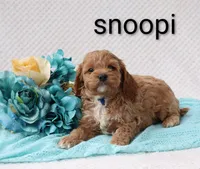Snoopi, a male Cockapoo for sale in Loyal, WI – 4 of 4