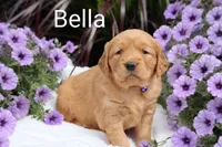  AKC Bella, a female Golden Retriever for sale in Loyal, WI – 1 of 7