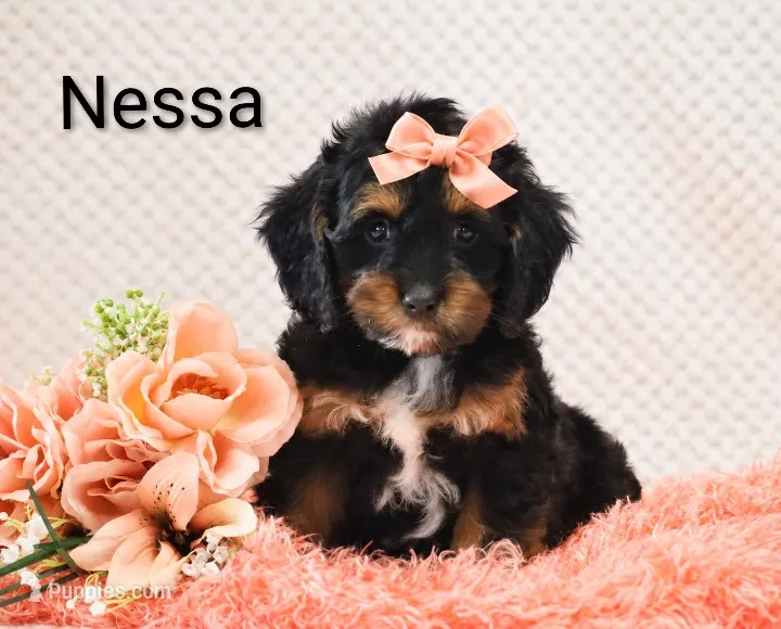 Nessa – Cockapoo puppy for sale in Loyal, WI