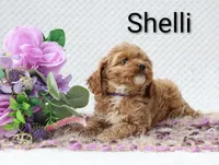 Shelli , a female Cockapoo for sale in Loyal, WI – 3 of 4