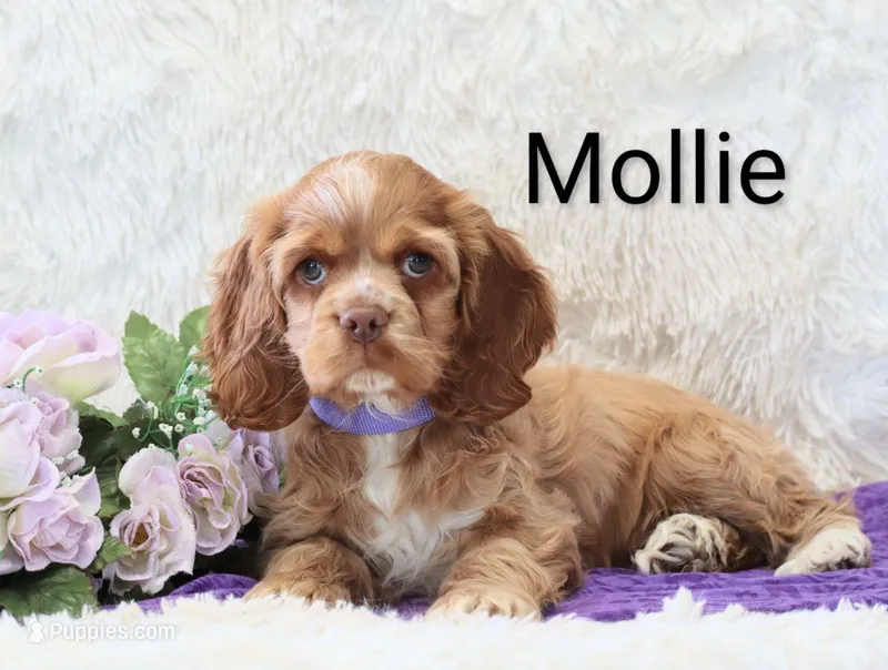 Mollie – Cocker Spaniel puppy for sale in Loyal, WI
