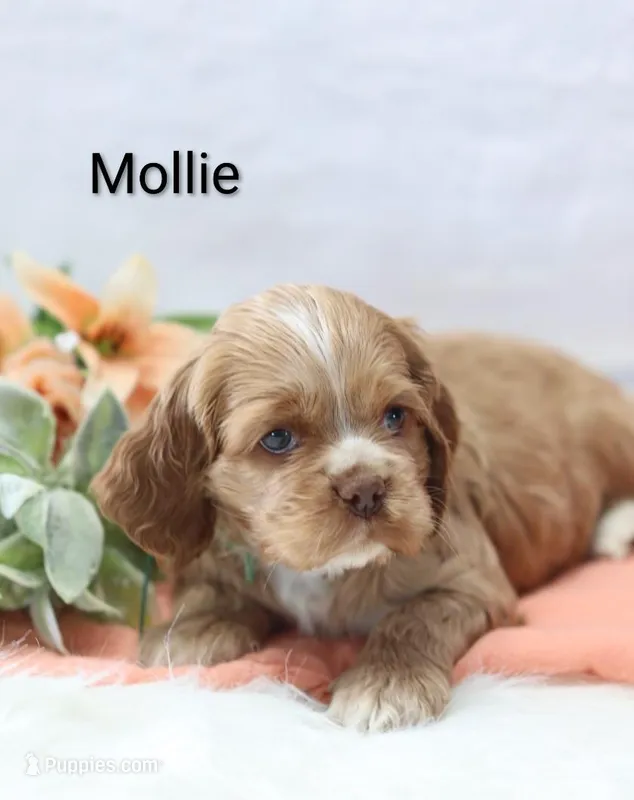 Mollie