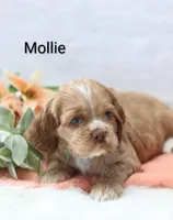 Mollie, a female Cocker Spaniel for sale in Loyal, WI – Photo 1 of 4