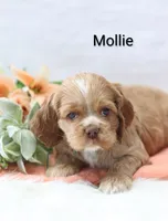 Mollie, a female Cocker Spaniel for sale in Loyal, WI – Photo 4 of 4