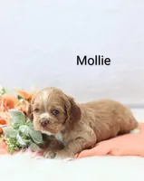 Mollie, a female Cocker Spaniel for sale in Loyal, WI – Photo 2 of 4