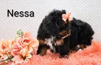 Nessa, a female Cockapoo for sale in Loyal, WI – 5 of 6