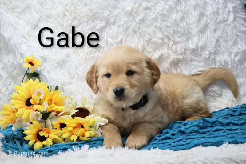 AKC Gabe – Golden Retriever puppy for sale in Loyal, WI