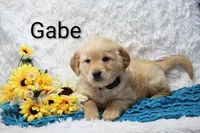 AKC Gabe, a male Golden Retriever for sale in Loyal, WI – Photo 1 of 5