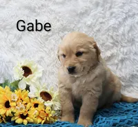 AKC Gabe, a male Golden Retriever for sale in Loyal, WI – Photo 3 of 5