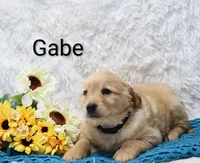 AKC Gabe, a male Golden Retriever for sale in Loyal, WI – Photo 4 of 5