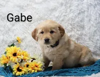 AKC Gabe, a male Golden Retriever for sale in Loyal, WI – Photo 2 of 5