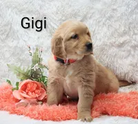 AKC Gigi, a female Golden Retriever for sale in Loyal, WI – Photo 2 of 5