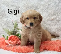 AKC Gigi, a female Golden Retriever for sale in Loyal, WI – Photo 1 of 5