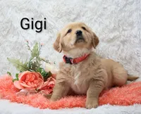 AKC Gigi, a female Golden Retriever for sale in Loyal, WI – Photo 5 of 5