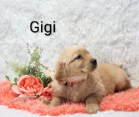 AKC Gigi, a female Golden Retriever for sale in Loyal, WI – Photo 4 of 5