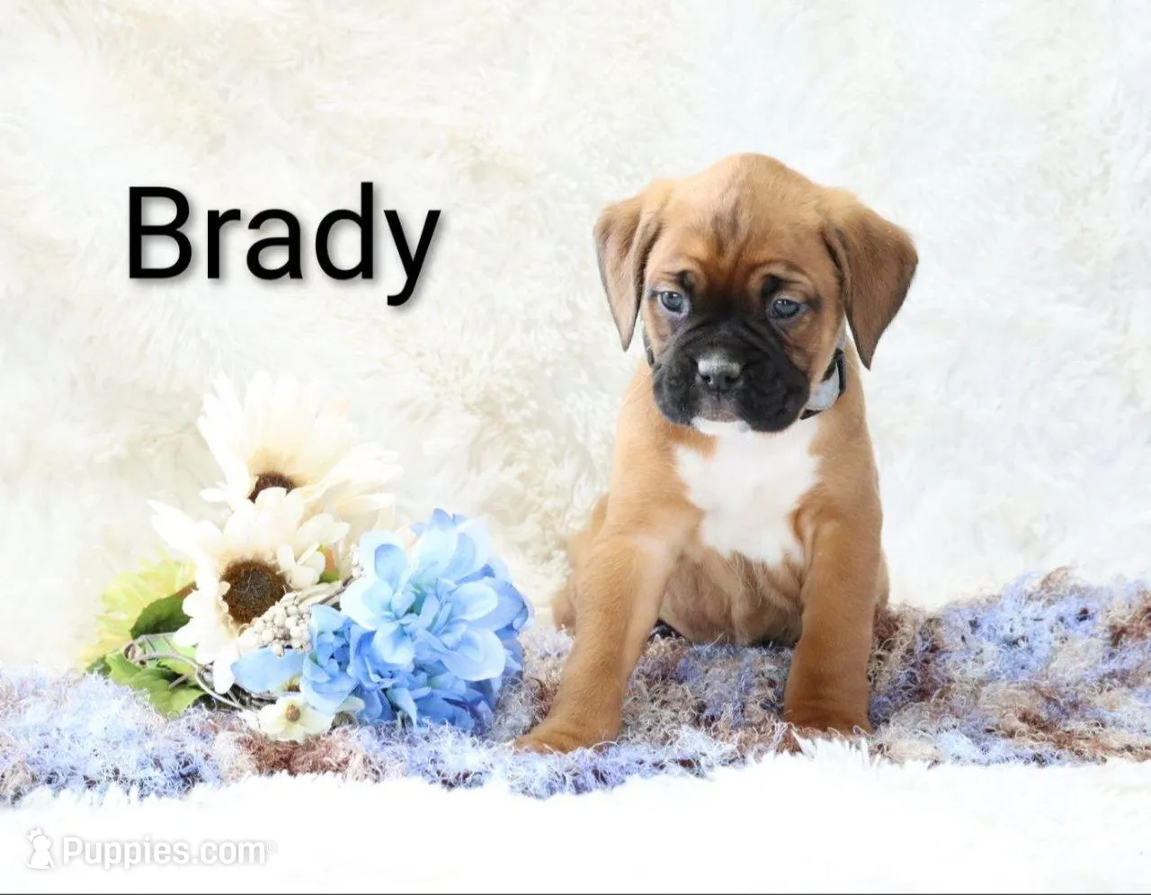 Brady, a male Boxer for sale in Loyal, WI – Photo 2 of 4