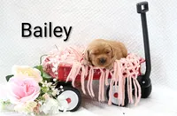 Bailey , a female Golden Retriever for sale in Loyal, WI – 2 of 3