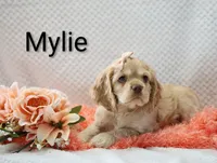 Mylie, a female Cocker Spaniel for sale in Loyal, WI – 4 of 7