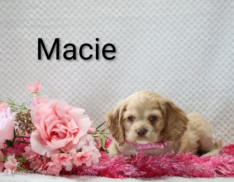 Macie – Cocker Spaniel puppy for sale in Loyal, WI