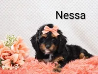 Nessa, a female Cockapoo for sale in Loyal, WI – 2 of 6