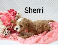 Sherri, a female Cockapoo for sale in Loyal, WI – 4 of 6