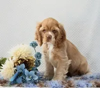 Marcell, a male Cocker Spaniel for sale in Loyal, WI – 1 of 7