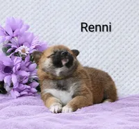 Renni, a female Shiba Inu for sale in Loyal, WI – 2 of 5