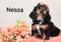 Nessa, a female Cockapoo for sale in Loyal, WI – 3 of 6