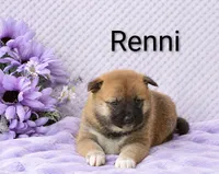Renni, a female Shiba Inu for sale in Loyal, WI – 3 of 5