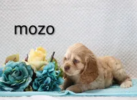 Mozo, a male Cocker Spaniel for sale in Loyal, WI – 3 of 6