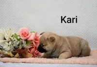 Kari, a female Shiba Inu for sale in Loyal, WI – 5 of 7