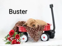 Buster , a male Golden Retriever for sale in Loyal, WI – 2 of 3