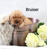 Bruiser , a male Golden Retriever for sale in Loyal, WI – 2 of 3