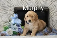 AKC Murphy, a male Golden Retriever for sale in Loyal, WI – 2 of 4