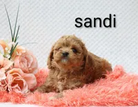Sandi, a female Cockapoo for sale in Loyal, WI – 5 of 5