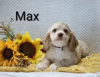 Max, a male Cocker Spaniel for sale in Loyal, WI – 2 of 6