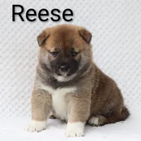 Reese, a male Shiba Inu for sale in Loyal, WI – 6 of 6