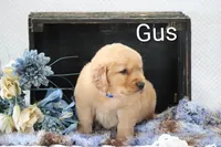 Gus, a male Golden Retriever for sale in Loyal, WI – 3 of 4