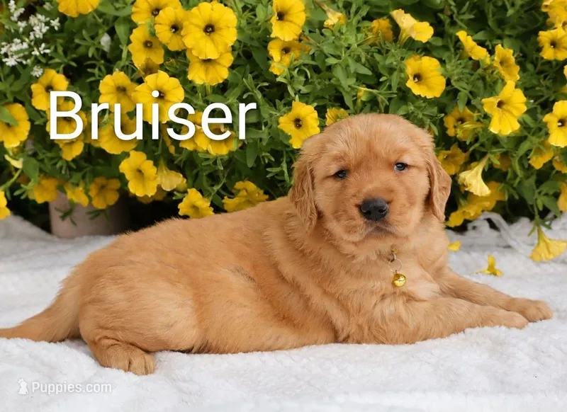 AKC Bruiser  – Golden Retriever puppy for sale in Loyal, WI
