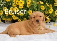 AKC Bruiser , a male Golden Retriever for sale in Loyal, WI – 1 of 8