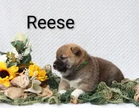 Reese, a male Shiba Inu for sale in Loyal, WI – 2 of 6